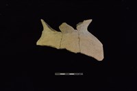 藏品(陶罐)的圖片